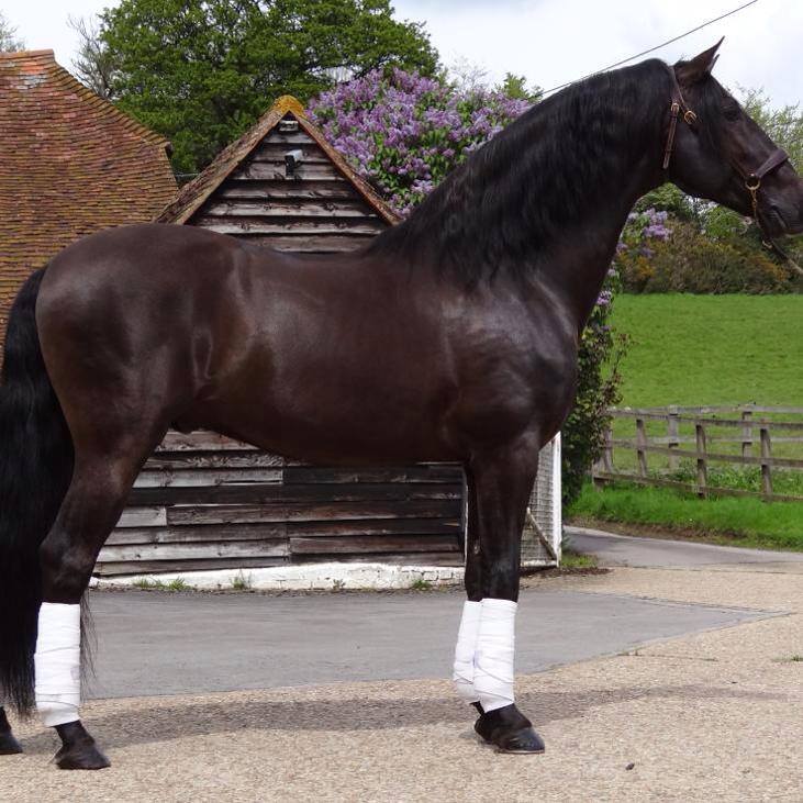 andalusian stallion for sale